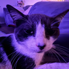 Avatar of CherilusUploads
