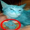 Avatar of werwertwitch