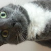 Avatar of nellstar