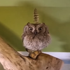 Avatar of mazewingo