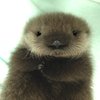 Avatar of Otterbun