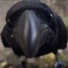 Avatar of CrowGutz