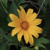 Avatar of sunflower.._