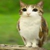 Avatar of Meowl