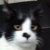 Avatar of missquinnbread