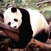 Sketchfab profile picture for @panda