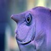 Avatar of VeryDeadFish