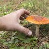 Avatar of Toadstool022