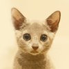 Avatar of cyan