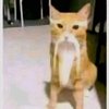 Avatar of mizmiz09