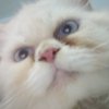 Avatar of Looongmaaaaaaan