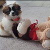 Avatar of Coco the Pup -w-