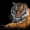 Avatar of tiger2016