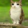 Avatar of Meowl