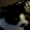 Avatar of Nekomona