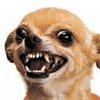 Avatar of ricebiscuit