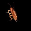 Avatar of roach