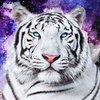 Avatar of corentingibet7