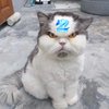 Avatar of Wizard moon
