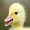 Avatar of TheCrazyDuck