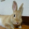 Avatar of daisuke_uchida