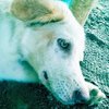 Avatar of Dogzzy