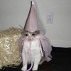Avatar of ewqewgsrentarqTG32