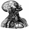 Avatar of mihalkov3danatomy