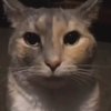 Avatar of wigetta