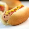 Avatar of dogue