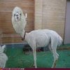 Avatar of thegoat