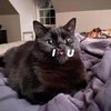 Avatar of Manyfloofums