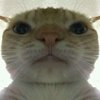 Avatar of DeviousToaster