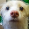 Avatar of DOGE