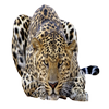 Avatar of chaurevirag