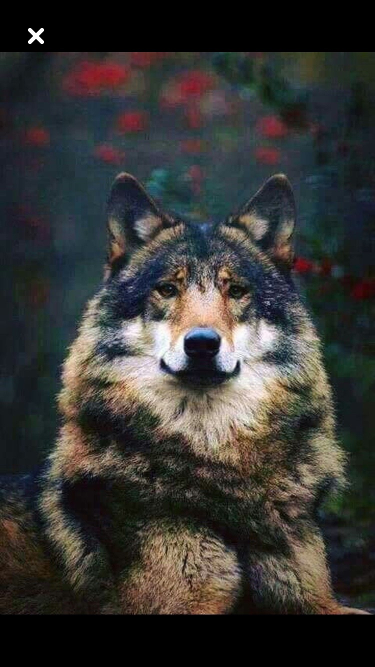 Величественный волк