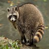 Avatar of Just_Kiwi