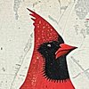 Avatar of Cardinal 22