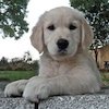 Avatar of simon-facebook