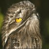 Avatar of Potoobird