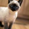Avatar of Siamesekitten