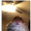 Avatar of mintylamp