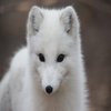 Avatar of A-FOX