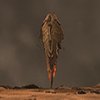 Avatar of karbot_lebones