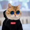 Avatar of KINGPOG