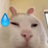 Avatar of cappybaraao0
