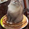 Avatar of thunder_cat