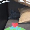 Avatar of gooddoggo
