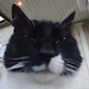 Avatar of kacalaca13