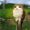 Avatar of Meowl